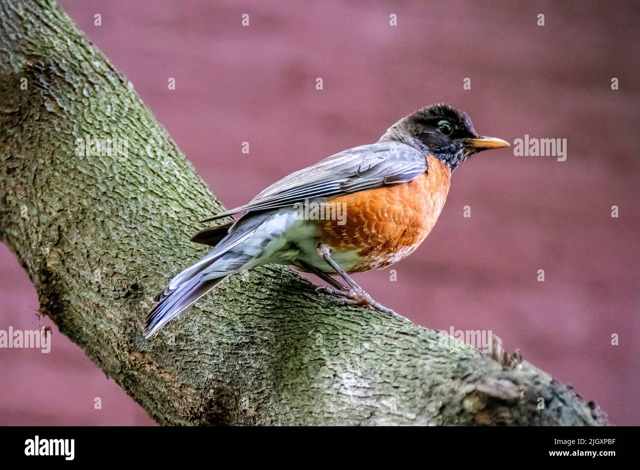 Robin americano adulto selvaggio, Turdus migrorois. Arroccato su un tronco di albero in un cortile a New York City, NY, USA Foto Stock