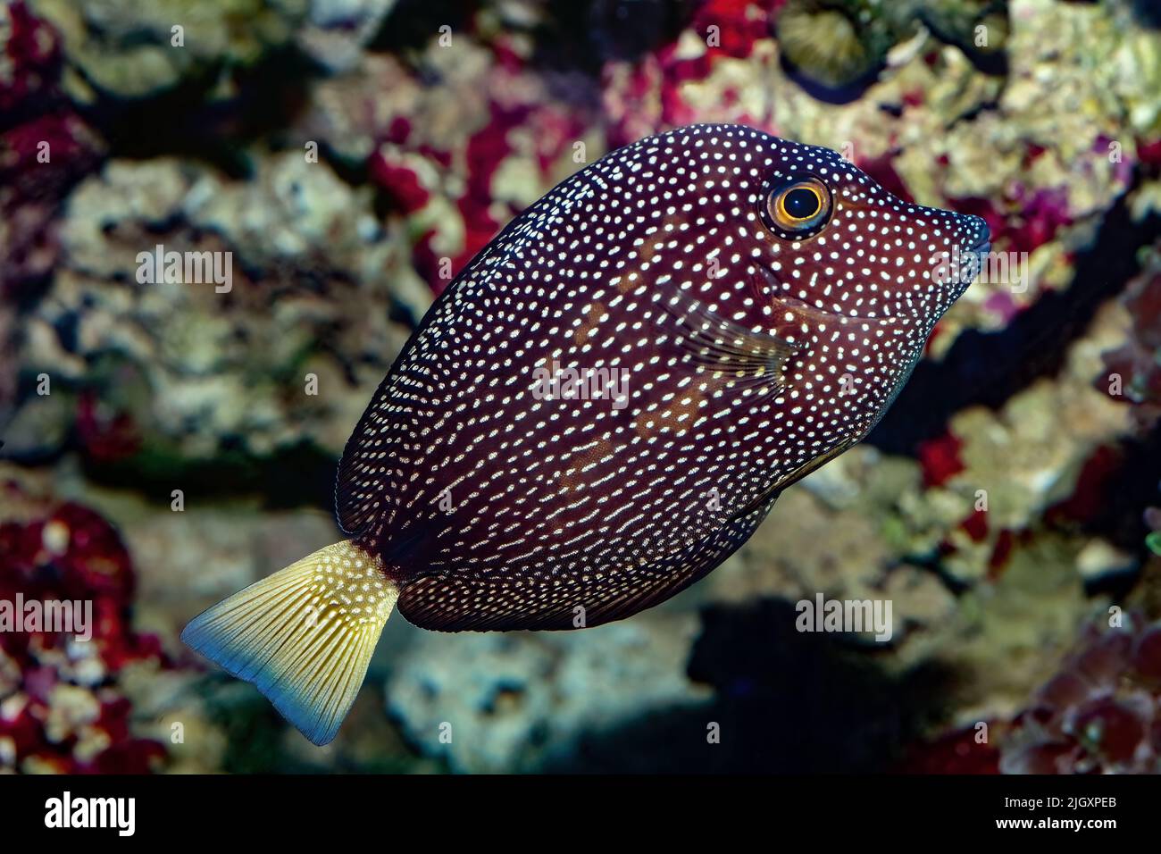 Gem Tang, Spotted Tang o Mauriziano Tang, Zebrasoma gemmatum, Oceano Indiano Occidentale Foto Stock