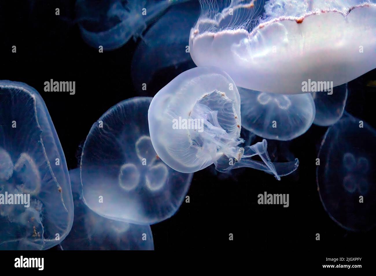 Jellyfish comune, Aurelia aurita, Jellyfish Luna, Jelly Luna o Jelly Saucer Foto Stock