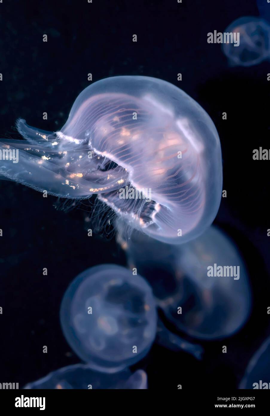 Jellyfish comune, Aurelia aurita, Jellyfish Luna, Jelly Luna o Jelly Saucer Foto Stock