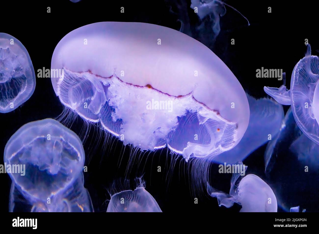 Jellyfish comune, Aurelia aurita, Jellyfish Luna, Jelly Luna o Jelly Saucer Foto Stock