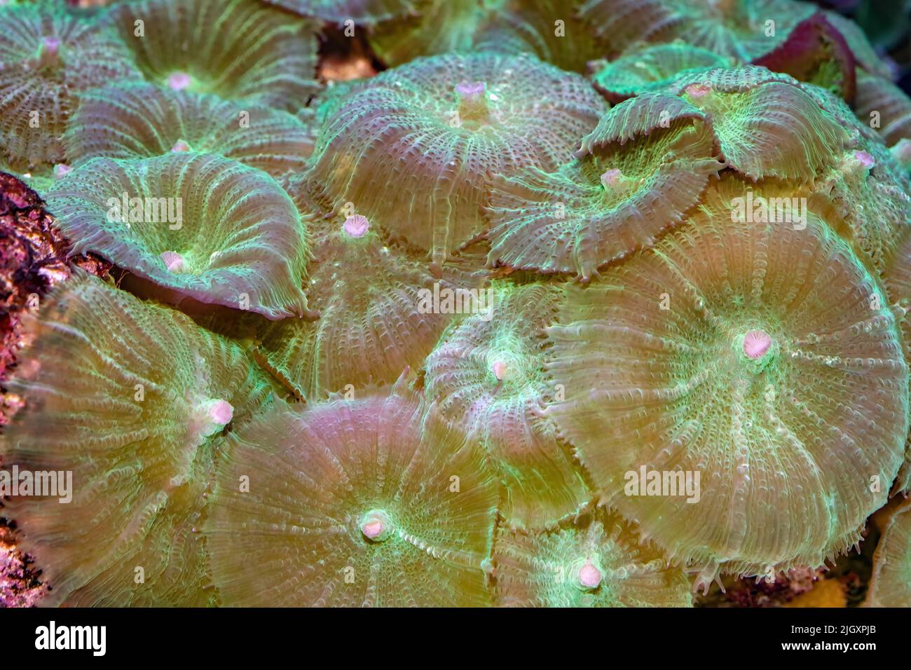 Anemoni per tappeti, Stichodactyla sp. Foto Stock
