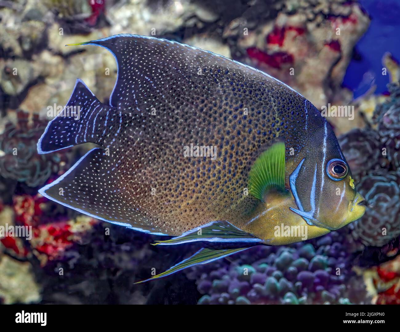 Angelfish blu, Pomacanthus semicirculatus, California Coast Foto Stock