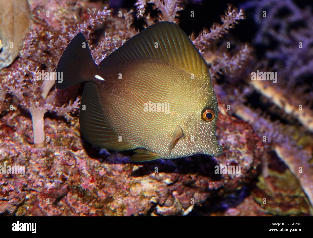 Yellow Eye Tang, Pacifico sud-occidentale, Australia Foto Stock