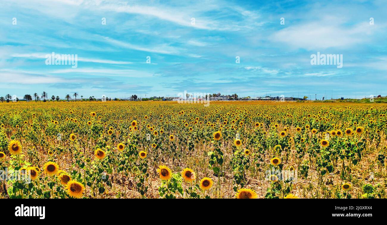 Girasoli che fioriscono su campo agricolo su sfondo blu cielo nuvoloso durante la giornata estiva soleggiata, nessuna gente. Spagna Foto Stock