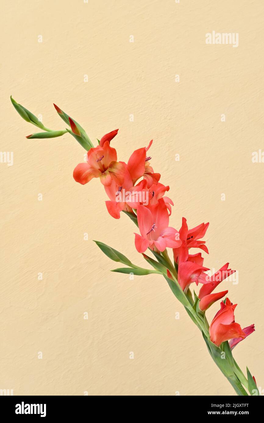 primo piano il mazzo di fiori gladioli rossi con foglie e pianta su sfondo giallo marrone fuori fuoco. Foto Stock