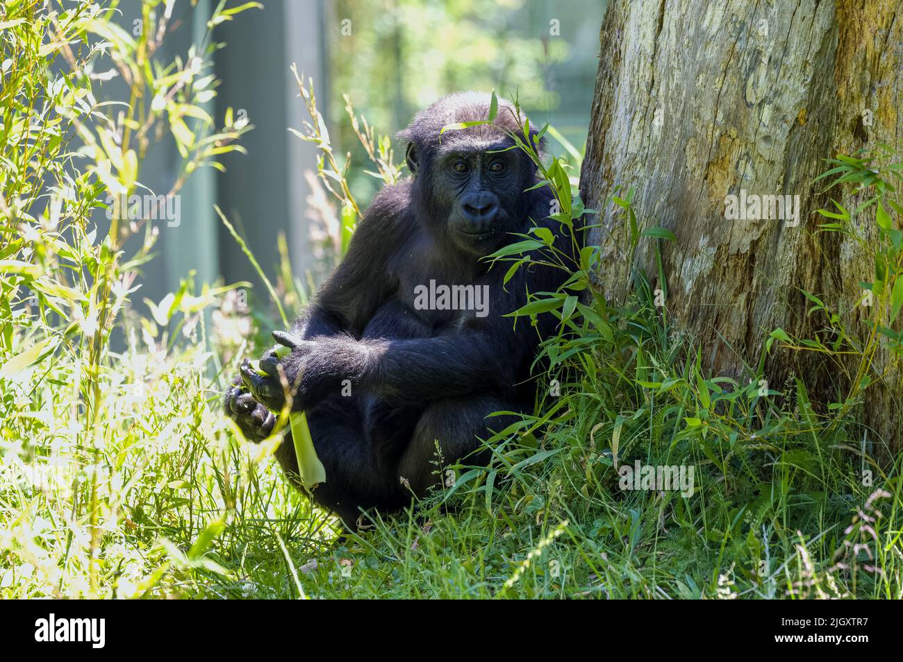 Un gorilla in pianura occidentale in cattività allo zoo di Jersey. Nativo dell'Africa centrale e occidentale. Foto Stock