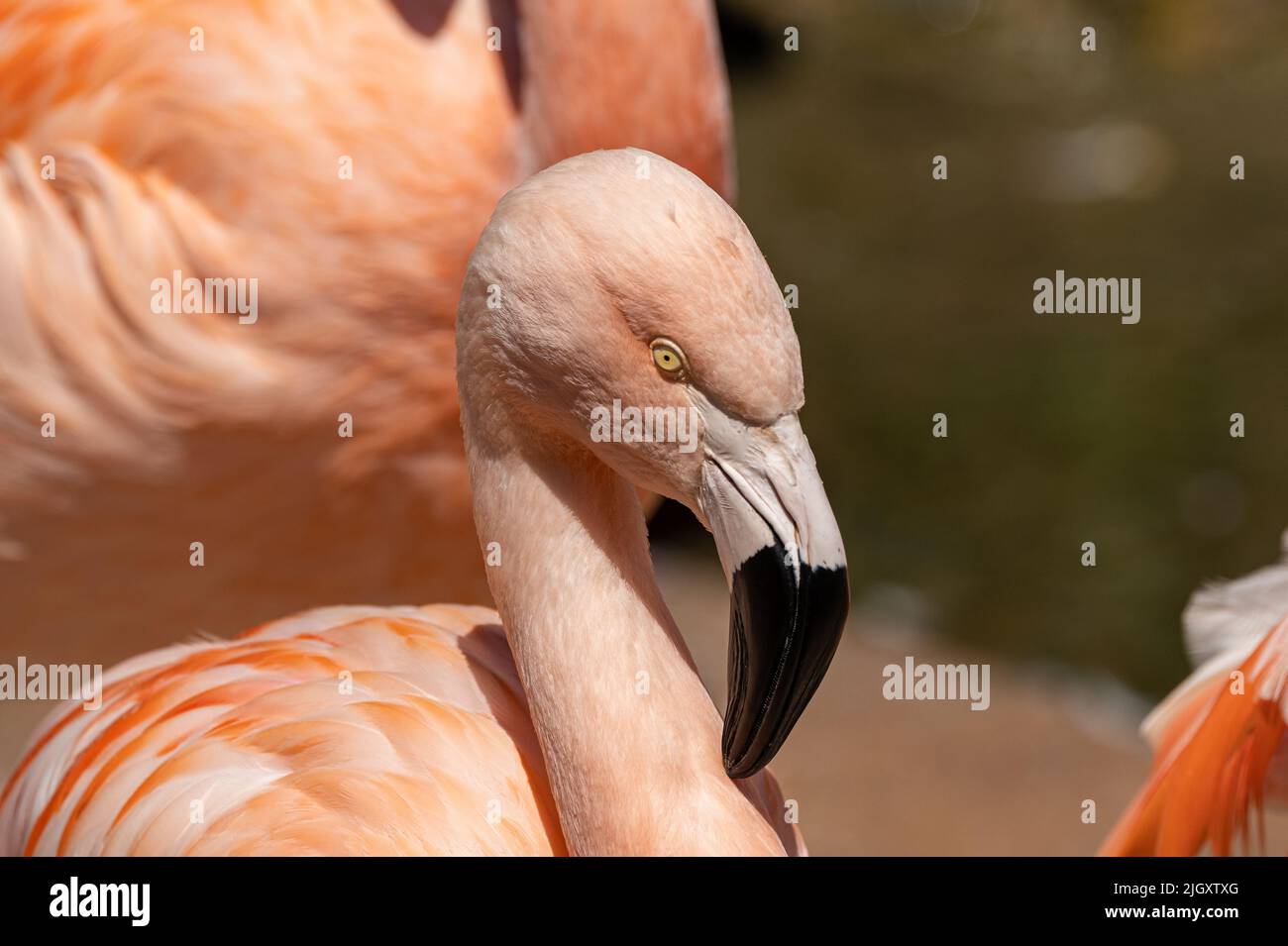 Un flamingo cileno prigioniero, Fenicotterus chilensis al Jersey zoo. Un grande fenicottero nativo del Sud America. Foto Stock