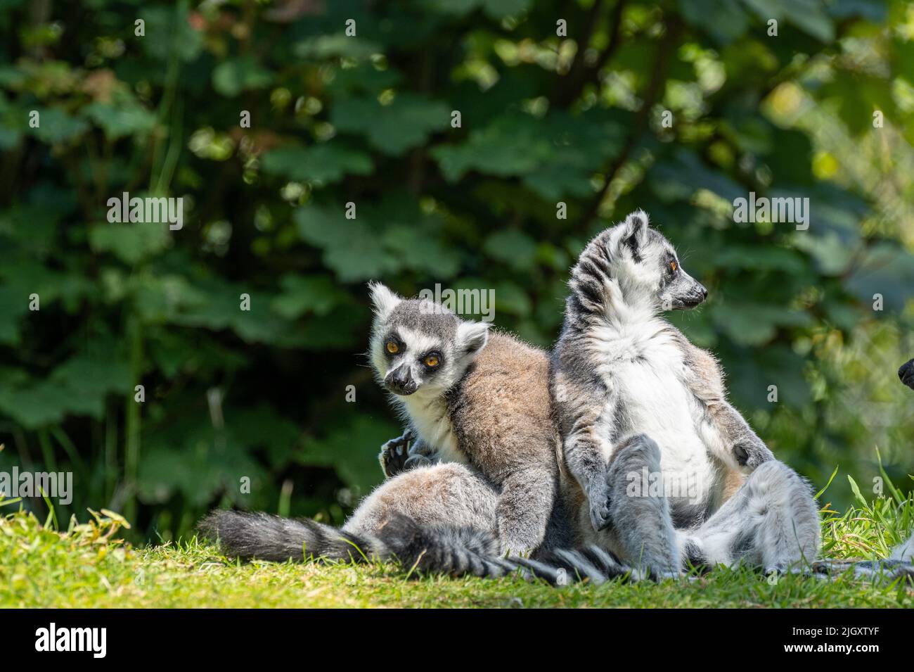 Un gruppo di lemuri allerta, riposante, dalla coda di un anello, Lemur catta. Un grande primate strepsirrhine allo zoo di Jersey. Foto Stock