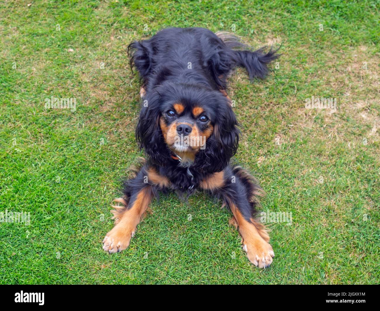 Cavalier King Charles Spaniel ritratto Foto Stock