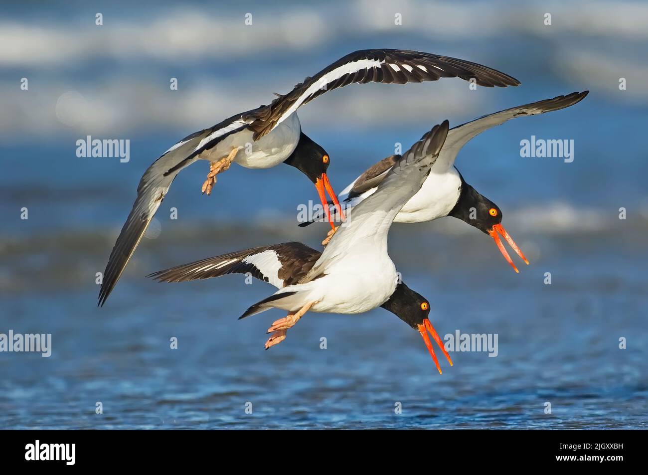 Oystercatcher americano. Haematopus palliatus. Nassau County, NY. American Oystercatcher in volo territoriale. Foto Stock