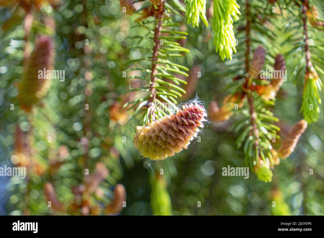 Coni di abete che crescono vicino su un ramo con aghi. Frutti nuovi di un albero di conifere Foto Stock