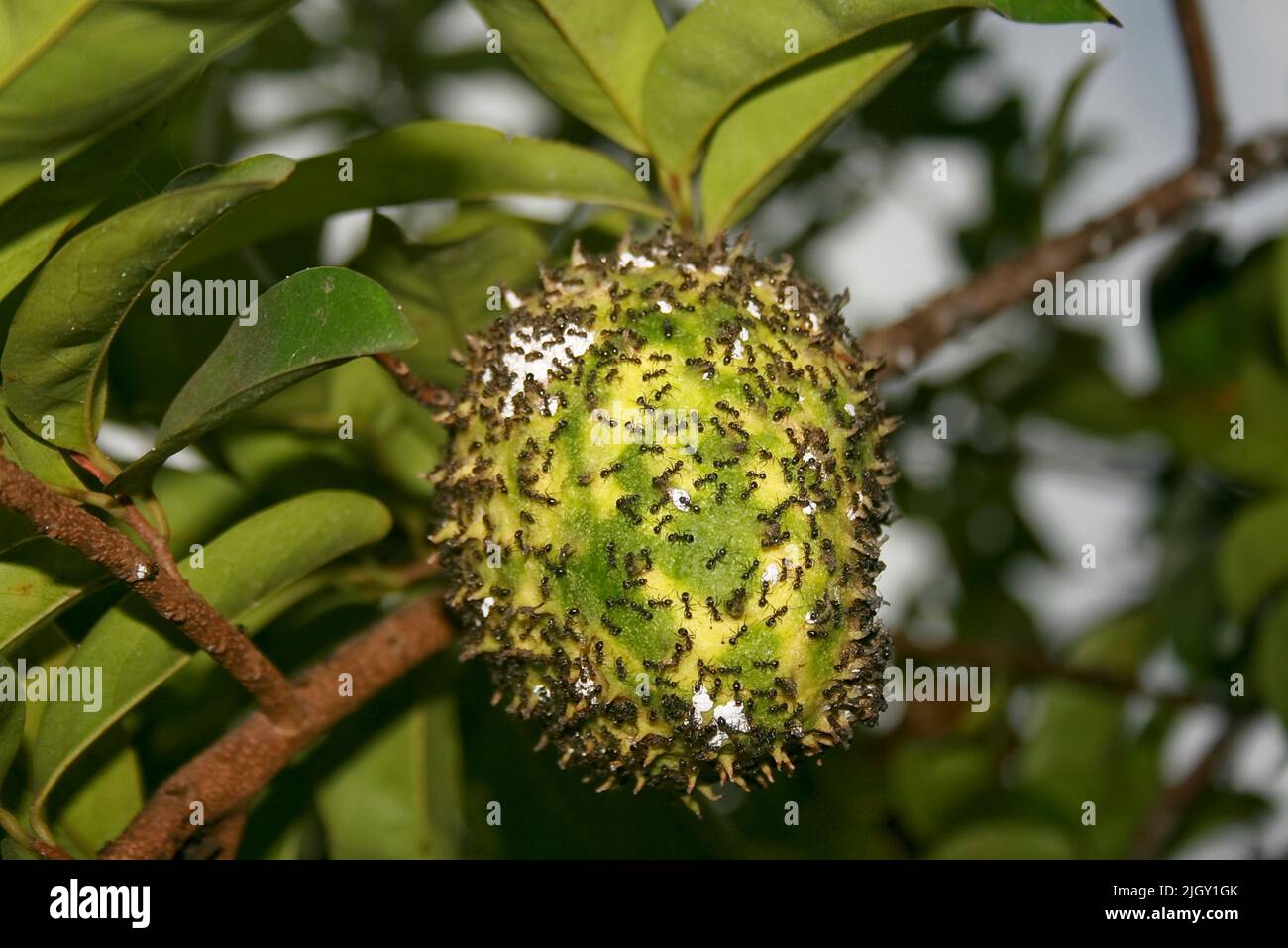 Colonia di formiche nere su frutta verde Foto Stock