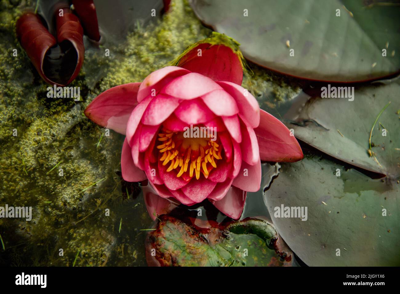 Lily pads e fiori sullo stagno ancora Foto Stock