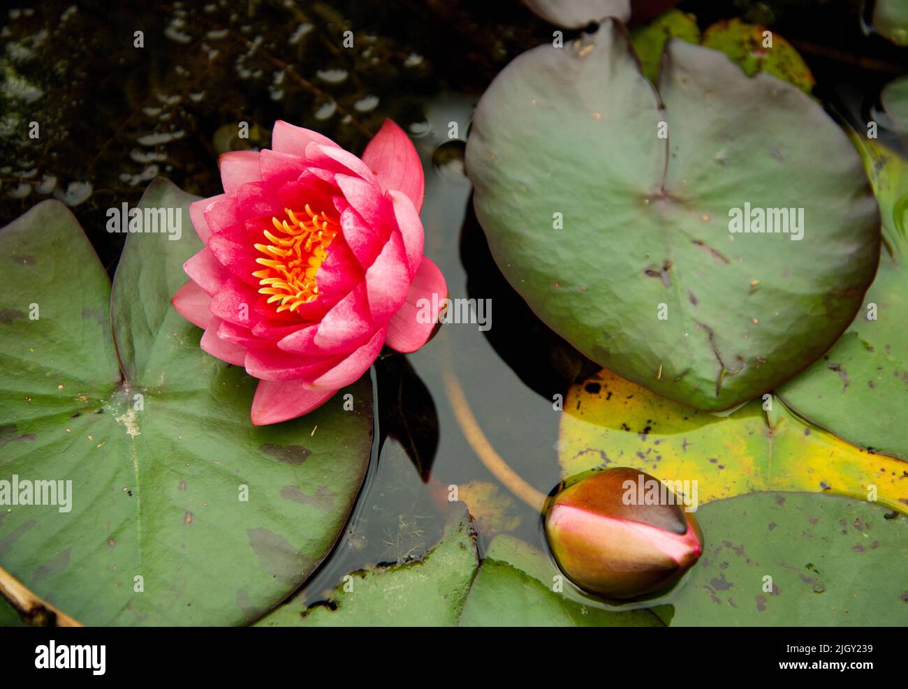 Lily pads e fiori sullo stagno ancora Foto Stock