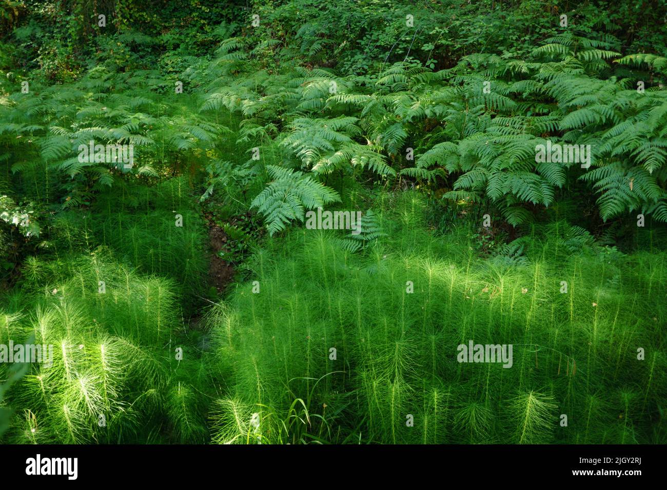 paesaggio verde di un'alta montagna riva del fiume con felci Foto Stock
