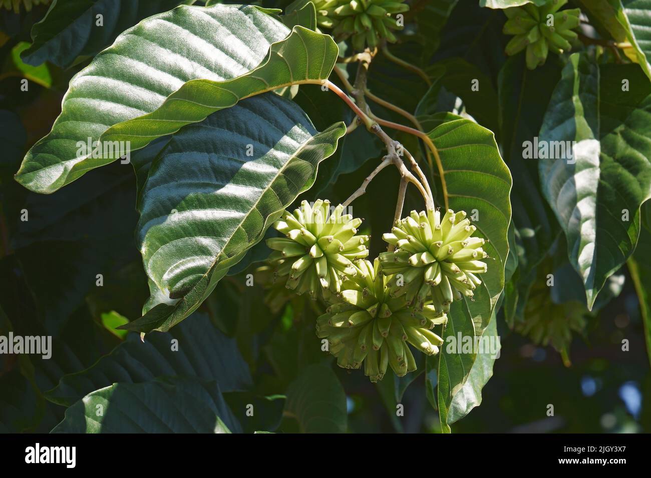 Albero felice (Camptotheca acuminata). Chiamato albero del cancro e albero della vita anche Foto Stock