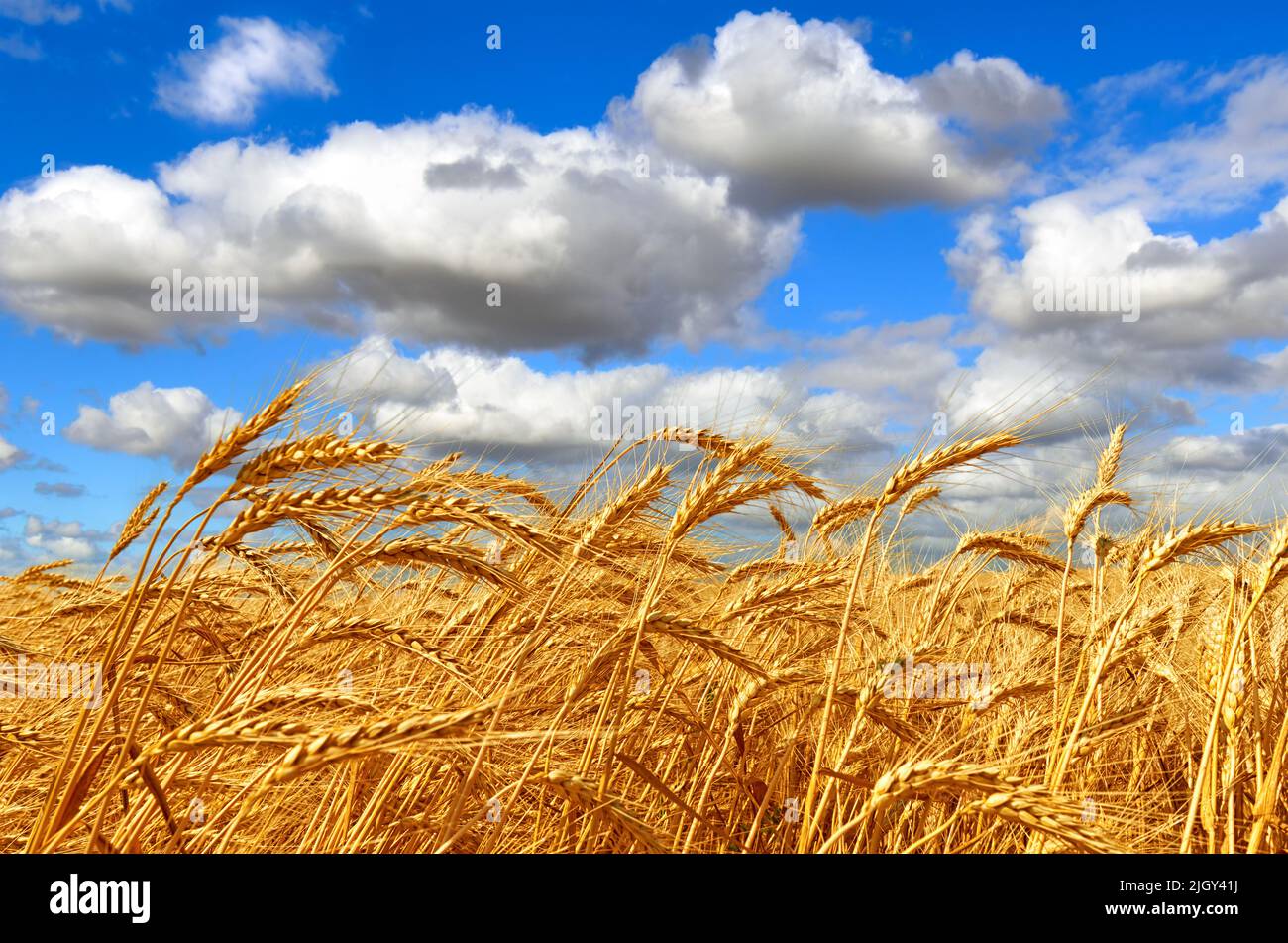 Vista panoramica del campo con raccolto di grano nei colori della bandiera Ucraina. Orecchie d'oro di grano maturo sul campo ucraino che ondola sul vento. Kher Foto Stock