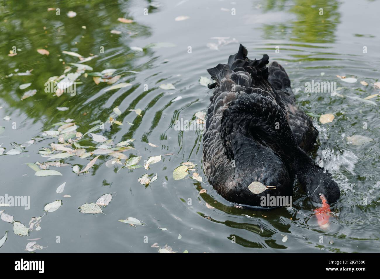 Uno splendido cigno nero che galleggia sulla superficie del lago. Foto di alta qualità Foto Stock