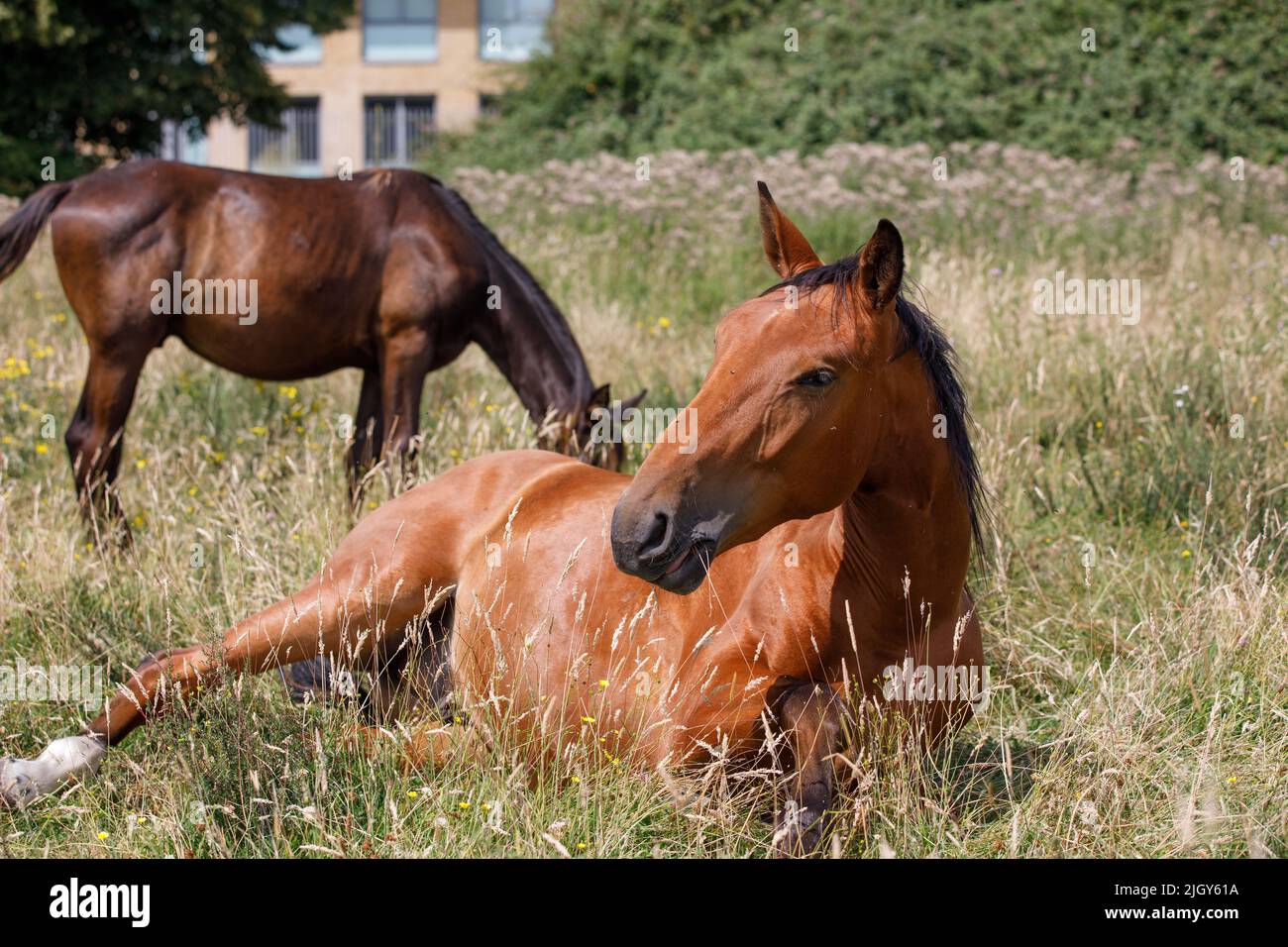 Un cavallo di stallone sdraiato in erba solleva la testa. Un altro cavallo si sgrana sull'erba sullo sfondo sfocato. Foto Stock