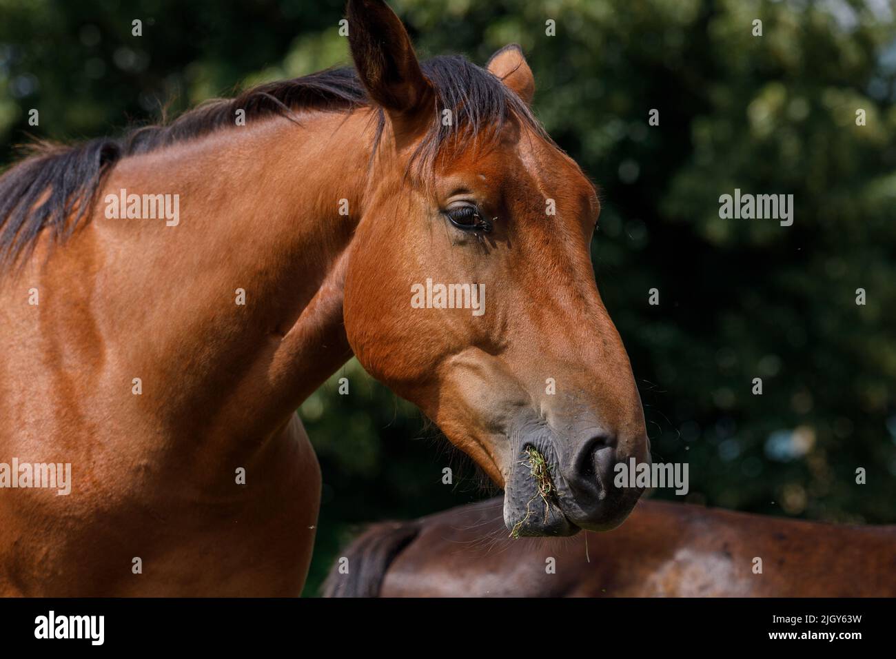 Un cavallo baia che mangia erba con alberi sullo sfondo. All'aperto. Estate. Soleggiato Foto Stock