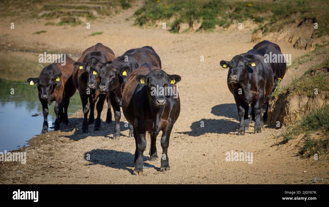 Una mandria di tori bruni insieme e stare verso lo spettatore, mentre un toro si erge da solo Foto Stock