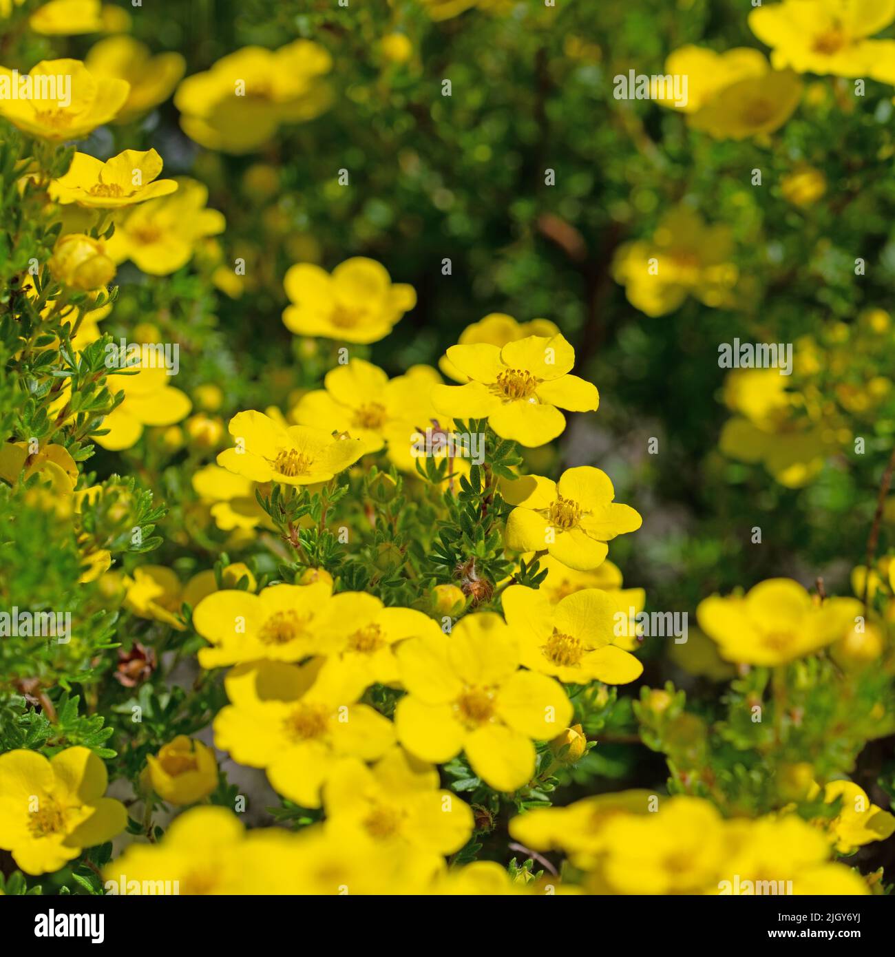 Fioritura dito arbusto, potentilla fruticosa Foto Stock