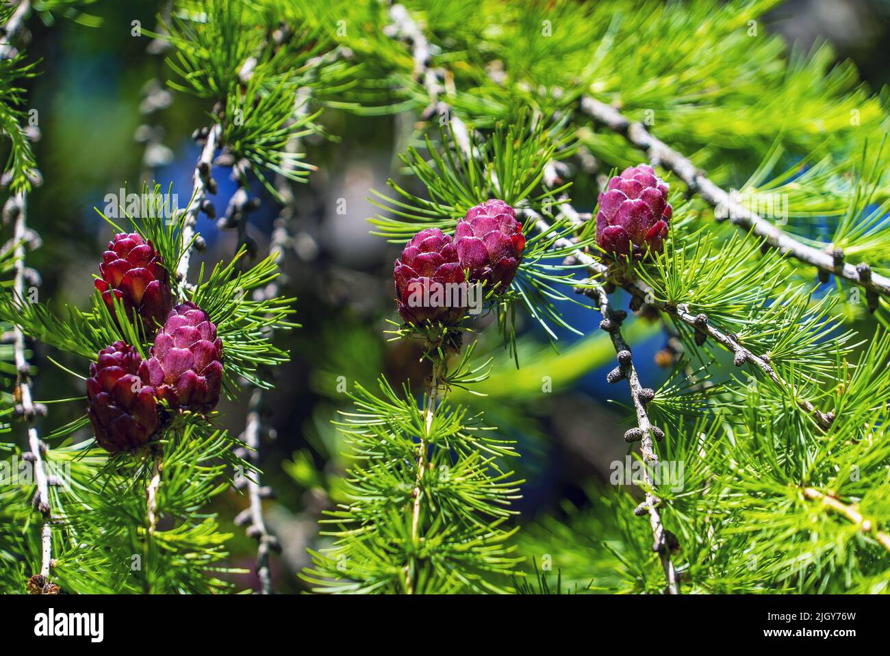Coni di larice che crescono vicino su un ramo con aghi. Frutti nuovi di un albero di conifere. Foto Stock