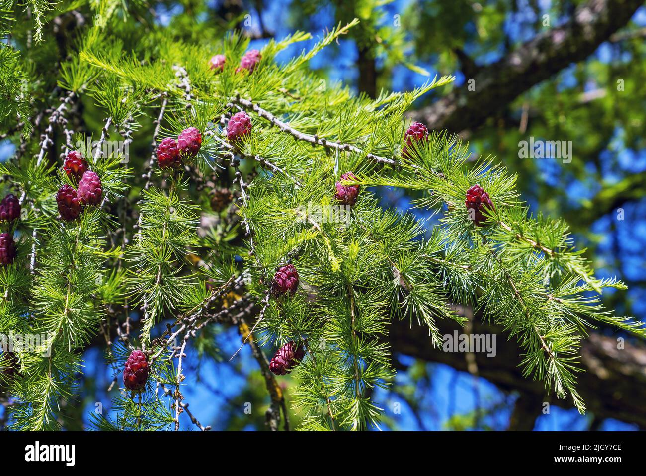 Coni di larice che crescono vicino su un ramo con aghi. Frutti nuovi di un albero di conifere. Foto Stock