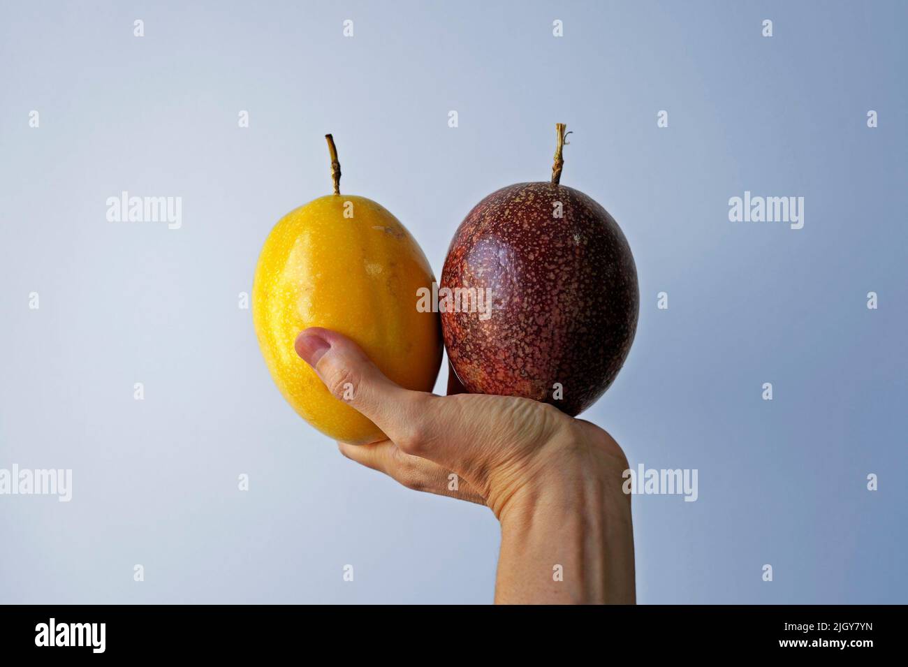 Frutti di passione gialli e rossi a portata di mano su sfondo luminoso Foto Stock