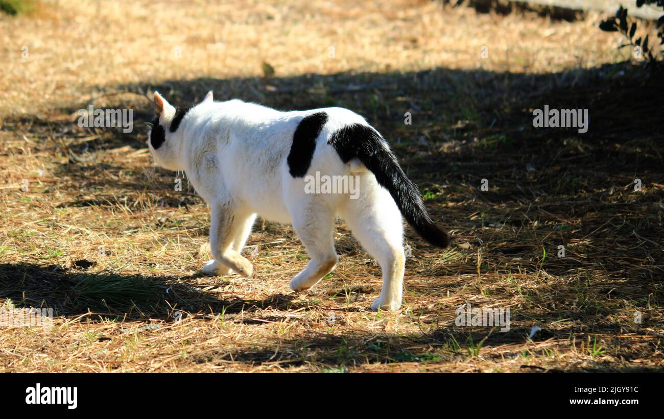 Vista posteriore di un gatto vagante che cammina sull'erba in un parco invernale Foto Stock