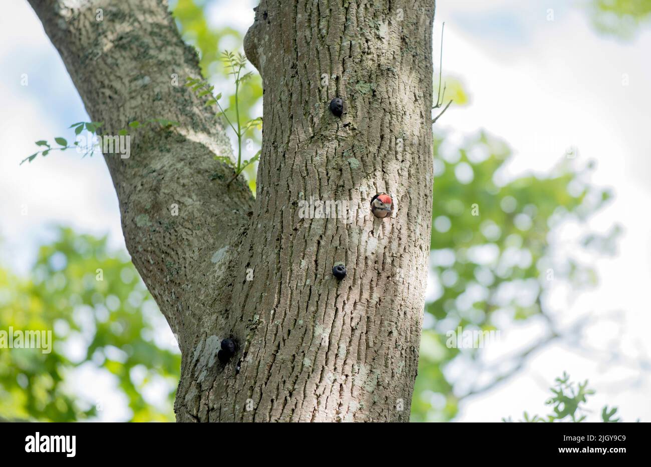 Grande picchio spotted pulcino giovane al buco del nido nell'albero di cenere decadente. Dorset Inghilterra Regno Unito Foto Stock