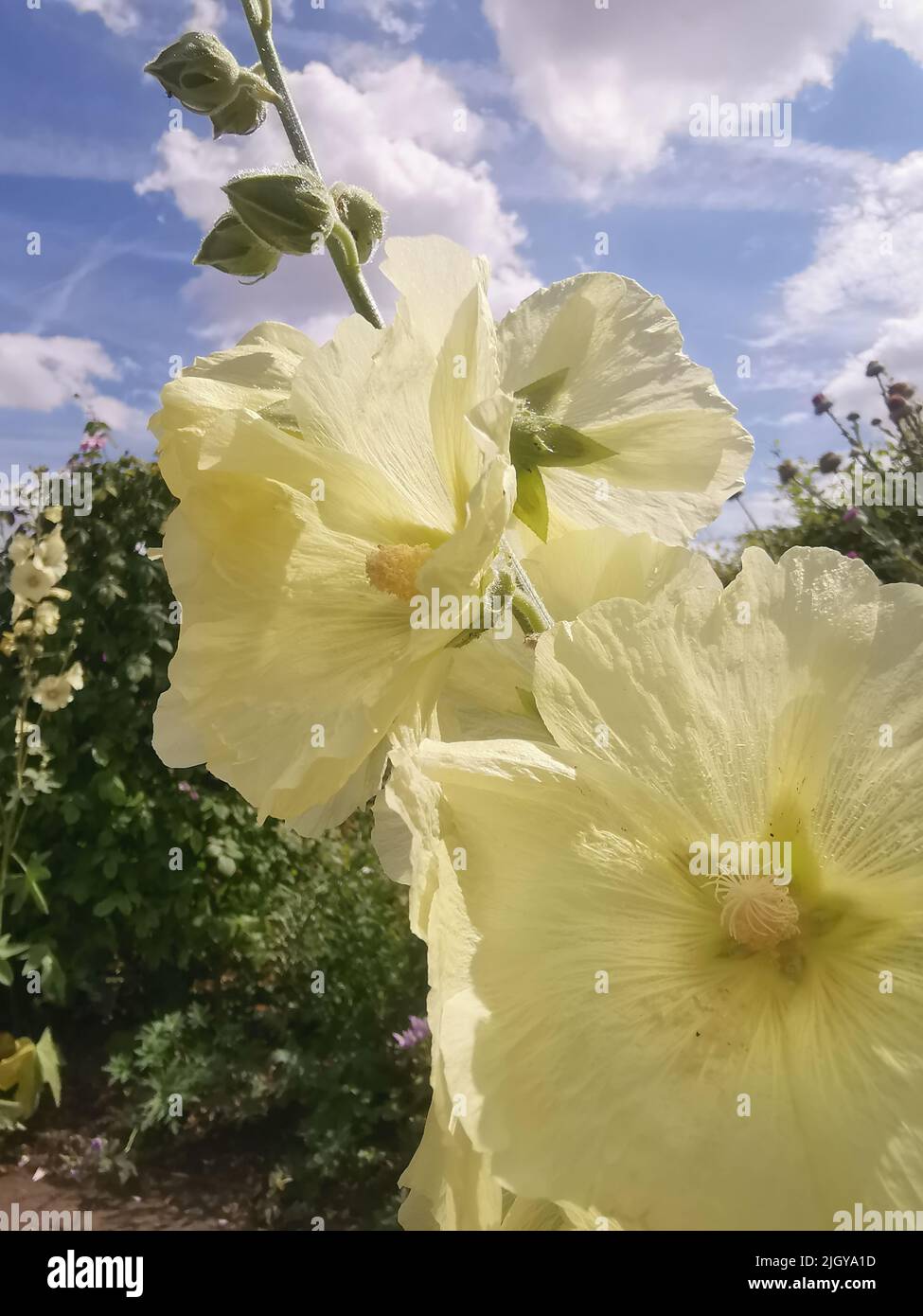 Crema morbida o giallo pallido hollyhock contro il cielo nuvoloso blu Foto Stock