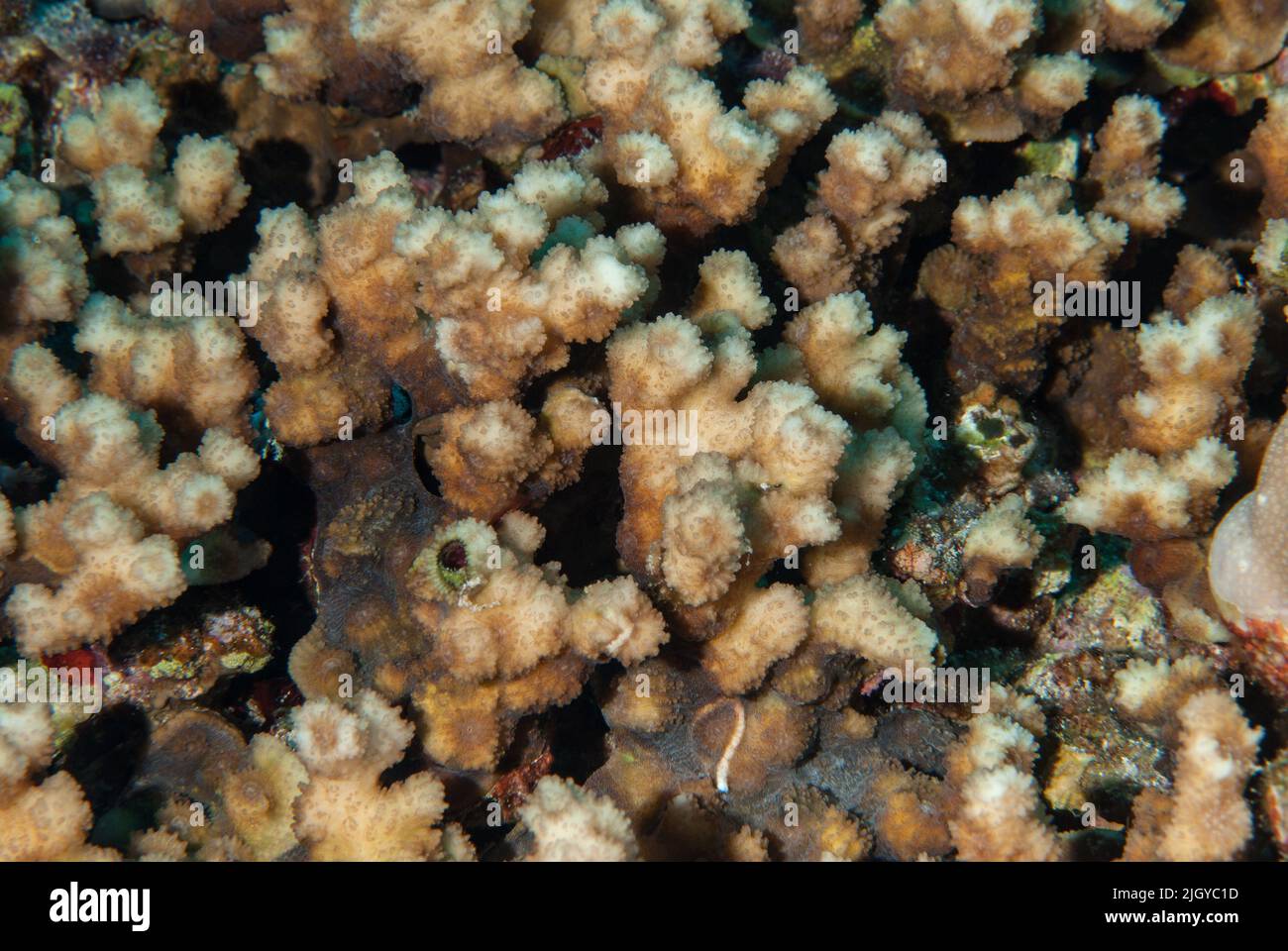 Corallo di pietra, Stylophora kuehlmanni, Pocilloporidae, Sharm el Sheikh Mar Rosso, Egitto Foto Stock