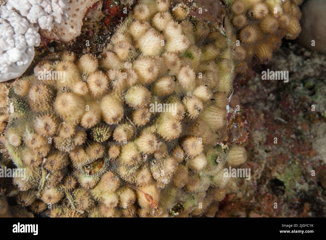 Corallo duro, Cyphastrea serailia, Phavidae, Sharm el Sheikh Mar Rosso, Egitto Foto Stock