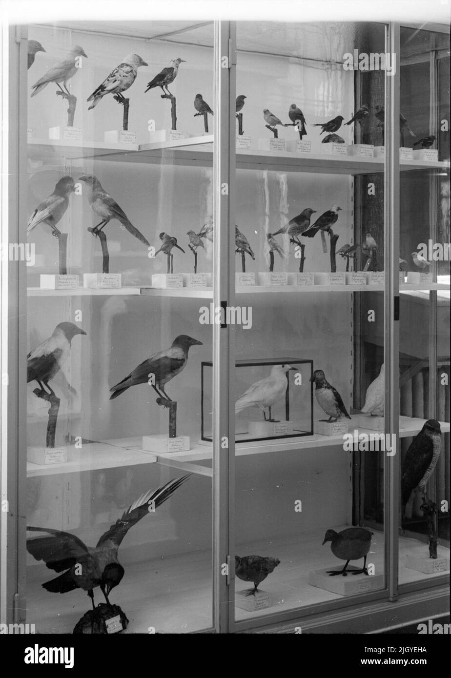 Bird stand, il Dipartimento di Zoologia, Uppsala 1917. Bird stand, il Dipartimento di Zoologia, Uppsala 1917 Foto Stock