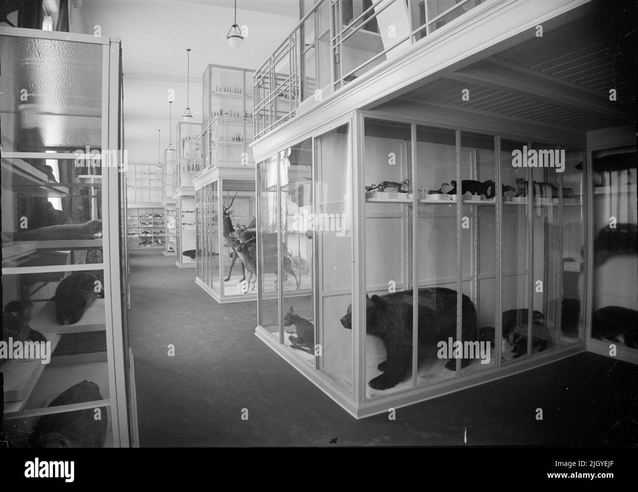 Stand animali, Dipartimento di Zoologia, Uppsala 1917. Stand animali, Dipartimento di Zoologia, Uppsala 1917 Foto Stock