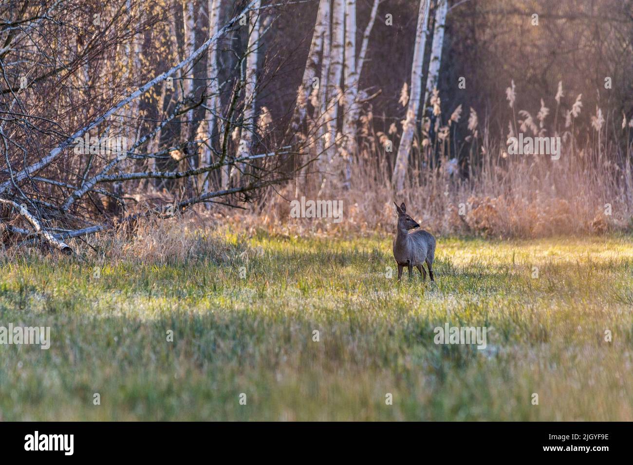 Ricke im Morgenlicht, vor Bäumen, beim äsen, Doe alla luce del mattino, di fronte agli alberi, pascolo Foto Stock