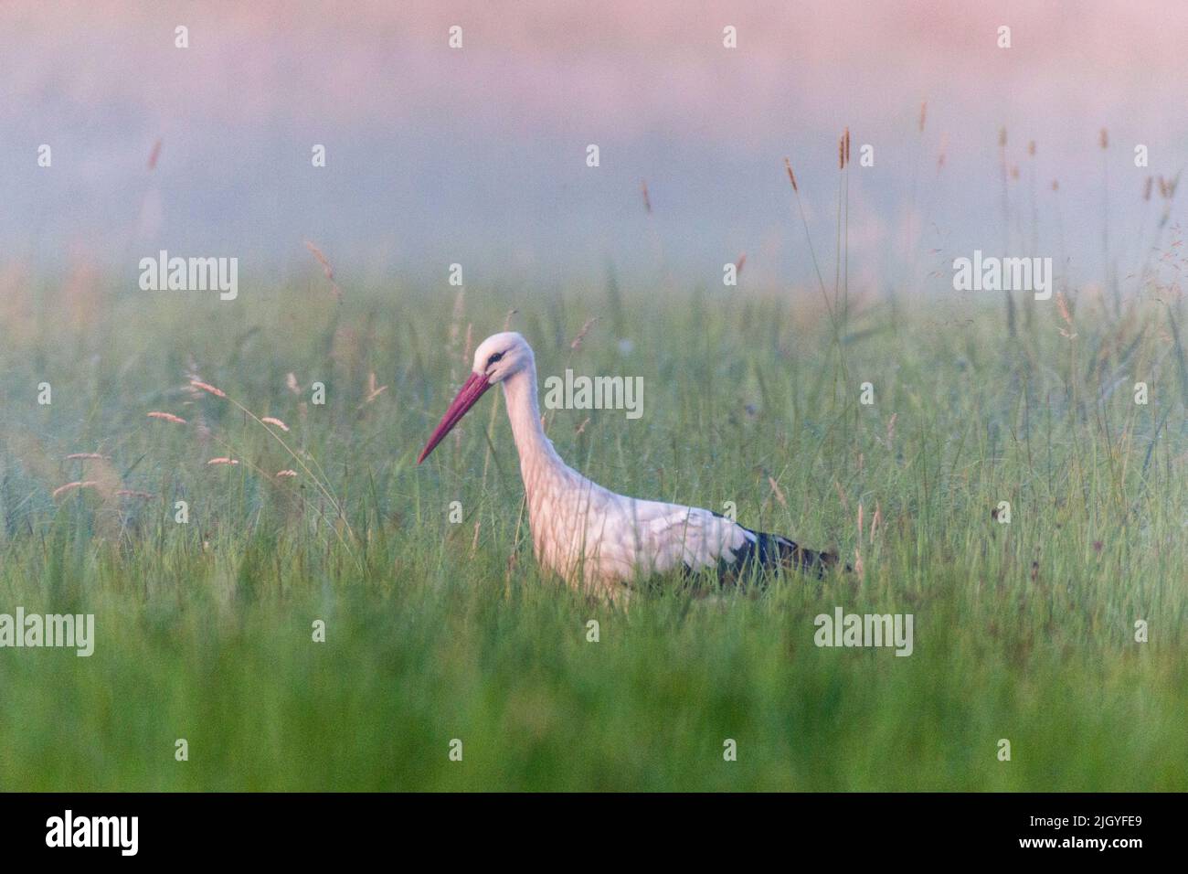 Cicogna bianca che foraging in un prato in una mattina presto, nebbia sullo sfondo Foto Stock