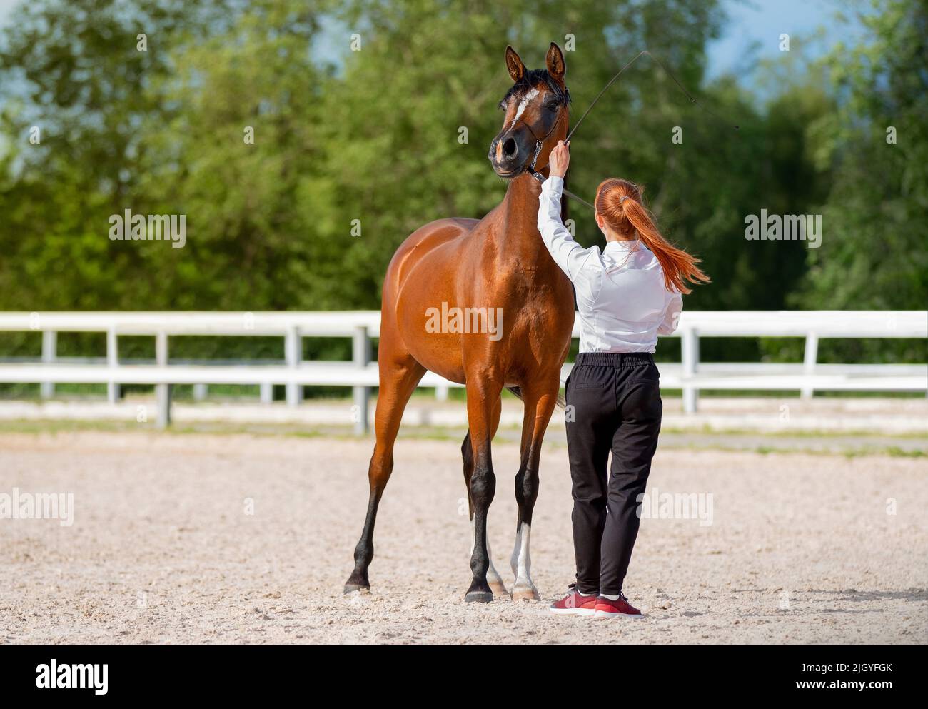 Handler mostra il suo bel cavallo arabo. Cavallo pureed con il suo gestore. Giovane mare rosso con allenatore. Luce estiva. Sport equestre Foto Stock