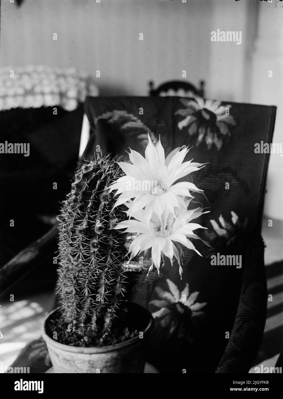 Fioritura del cactus cereo 1910. La collezione di immagini di Josef Ärnström è stata acquisita dal Museo Upplands 2011.Josef Ärnström è nato nel 1887 a Keps, nella parrocchia di Hållnäs, Uppland. Sposò Nora Selldin, nato a Timrå, Medelpad. Sia Josef che sua moglie Nora si sono laureati intorno al 1910 al seminario dell'insegnante a Uppsala. A Medelpad, la coppia ha ricevuto i primi servizi di insegnante alla scuola di Berge come sposi novelli circa 1910-12. La delocalizzazione si trasferì poi a Lapponia dove Josef fu impiegato a Toulleuvaara tra il 1913 e il 18 circa. Joseph terminò la sua carriera come insegnante di esercizi dal 1920 circa Foto Stock