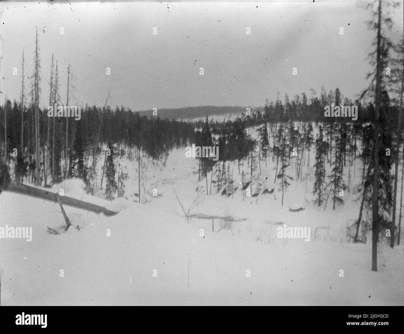 Terreno forestale, Svezia. Evento storico, nome legato a Objek: Andersson, Malle Foto Stock