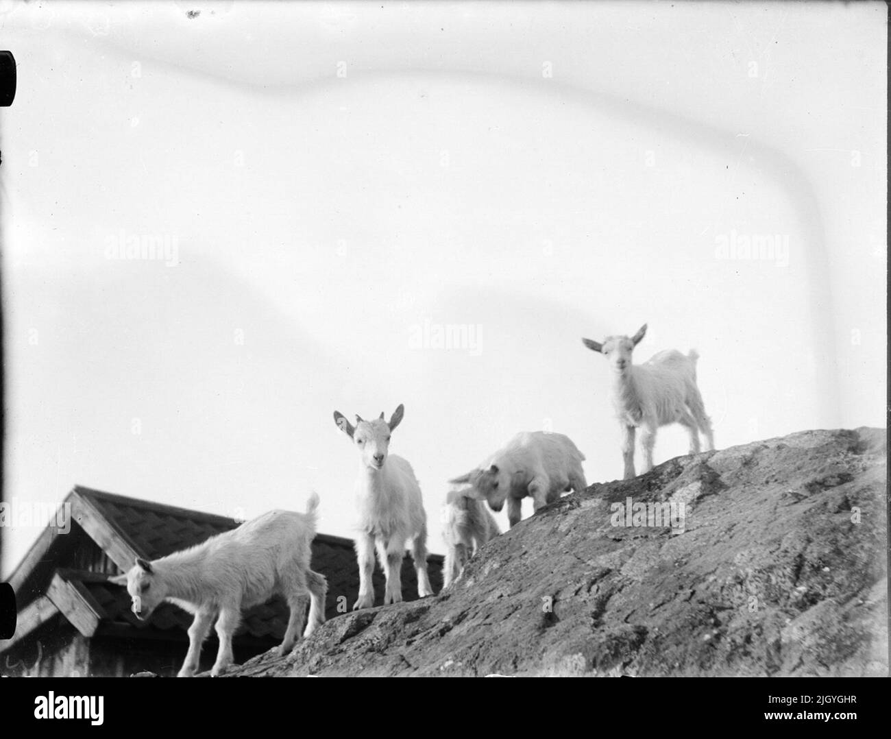 Capre, Svezia. Evento storico, nome legato a Objek: Andersson, Malle Foto Stock