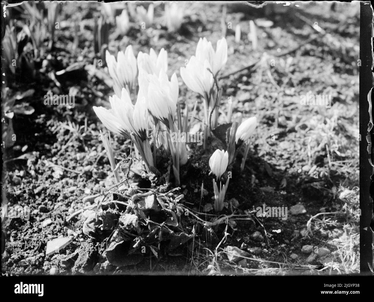 Fiore, Svezia. Fiore, Svezia Foto Stock