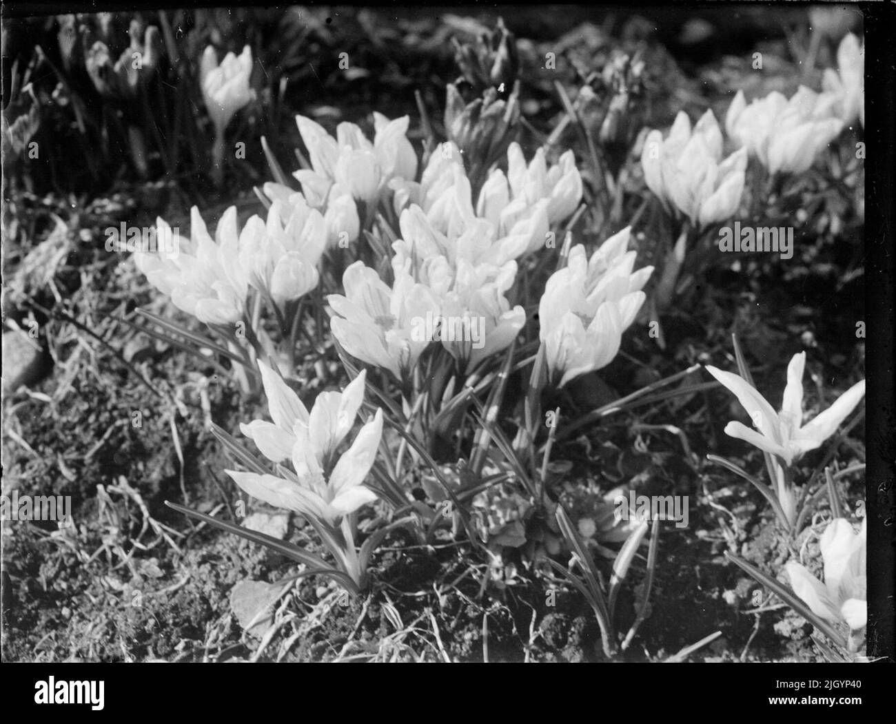 Fiore, Svezia. Fiore, Svezia Foto Stock