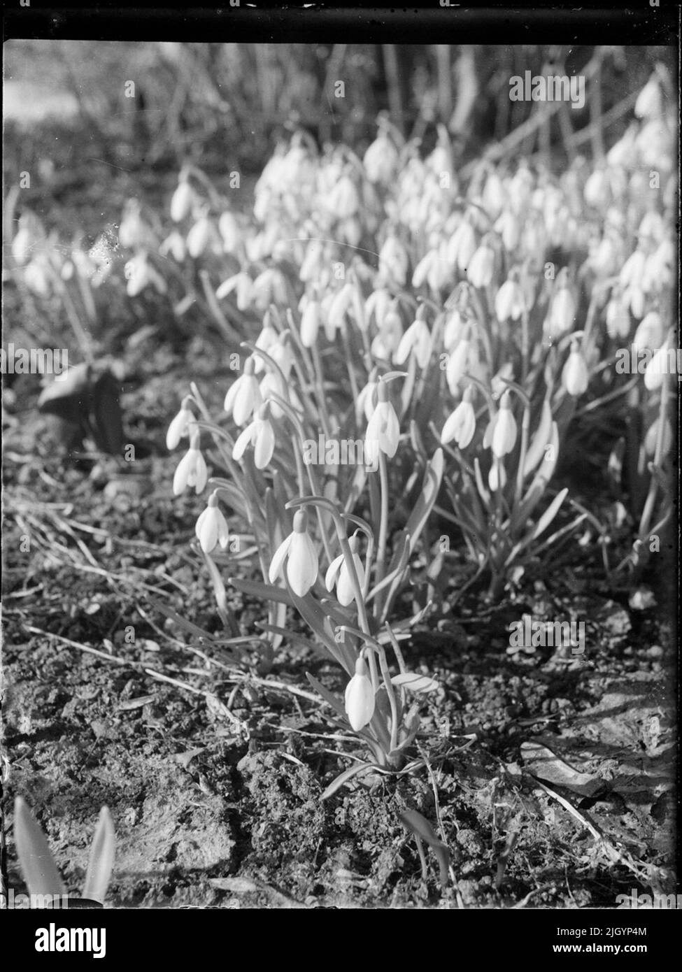 Fiore, Svezia. Fiore, Svezia Foto Stock