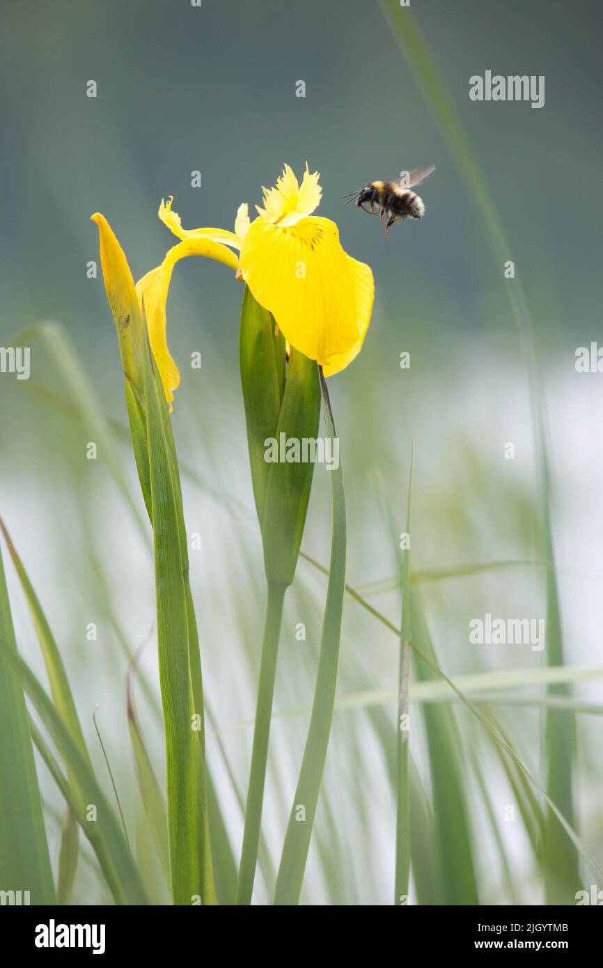 Un'ape vola verso un'iride gialla Foto Stock