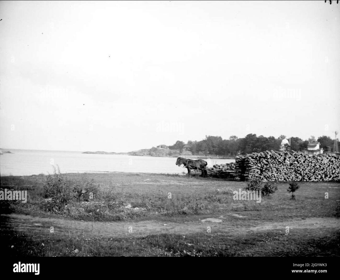 Cavalli a Vedstapel, Grisslehamn, parrocchia di Väddö, Uppland 1915. Cavalli A Vedstapel, Grisslehamn, Väddö Parish, Uppland 1915 Foto Stock