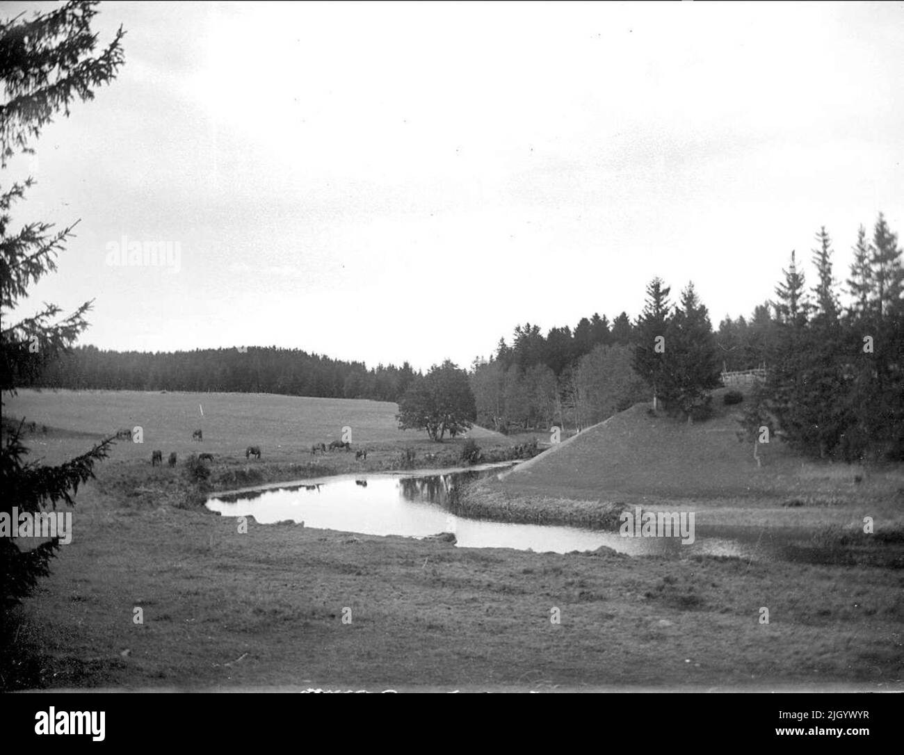 Cavalli da pascolo a Björklingeån, vicino Rosta, parrocchia di Bälinge, Uppland settembre 1917. Cavalli al pascolo a Björklingeån, nei pressi di Rosta, Parrocchia di Bälinge, Uppland settembre 1917 Foto Stock