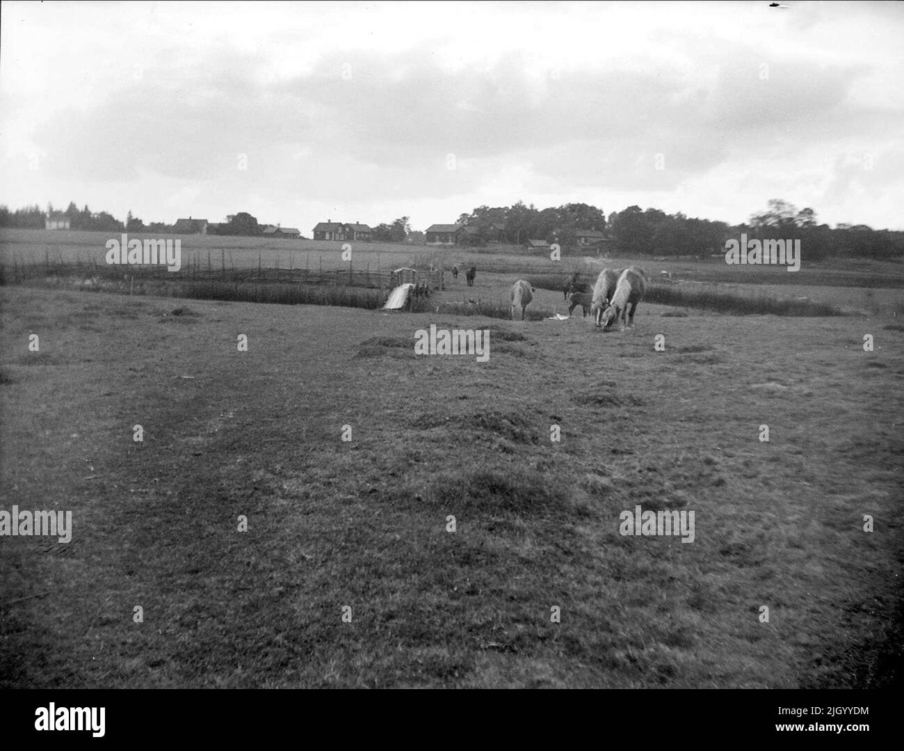 Cavalli da pascolo, Parrocchia di Simbuna, Uppland Agosto 1928. Cavalli da pascolo, Parrocchia di Simbuna, Uppland Agosto 1928 Foto Stock